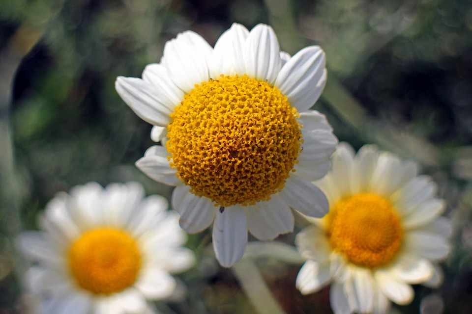 Beautiful beautiful flowers biology