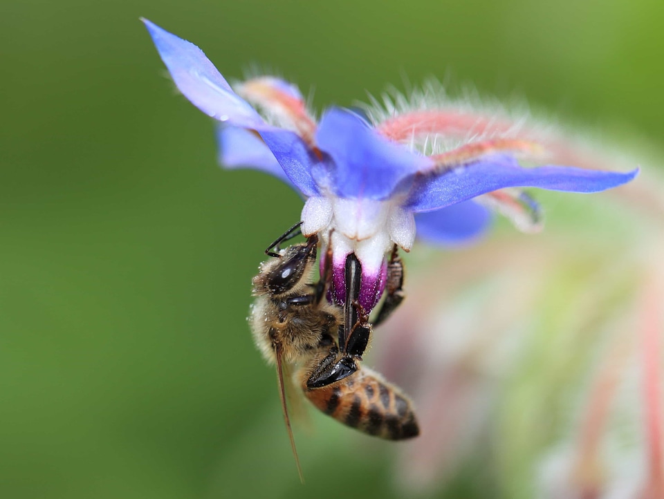 Animal arthropod beautiful flowers