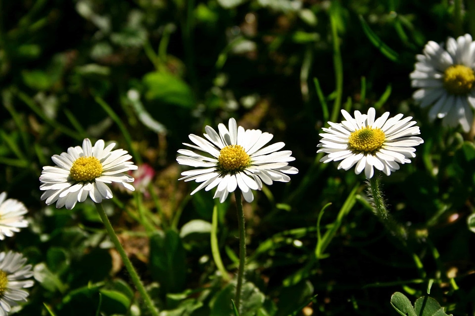Beautiful Flowers biology bloom