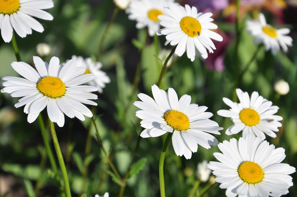 Beautiful beautiful flowers biology
