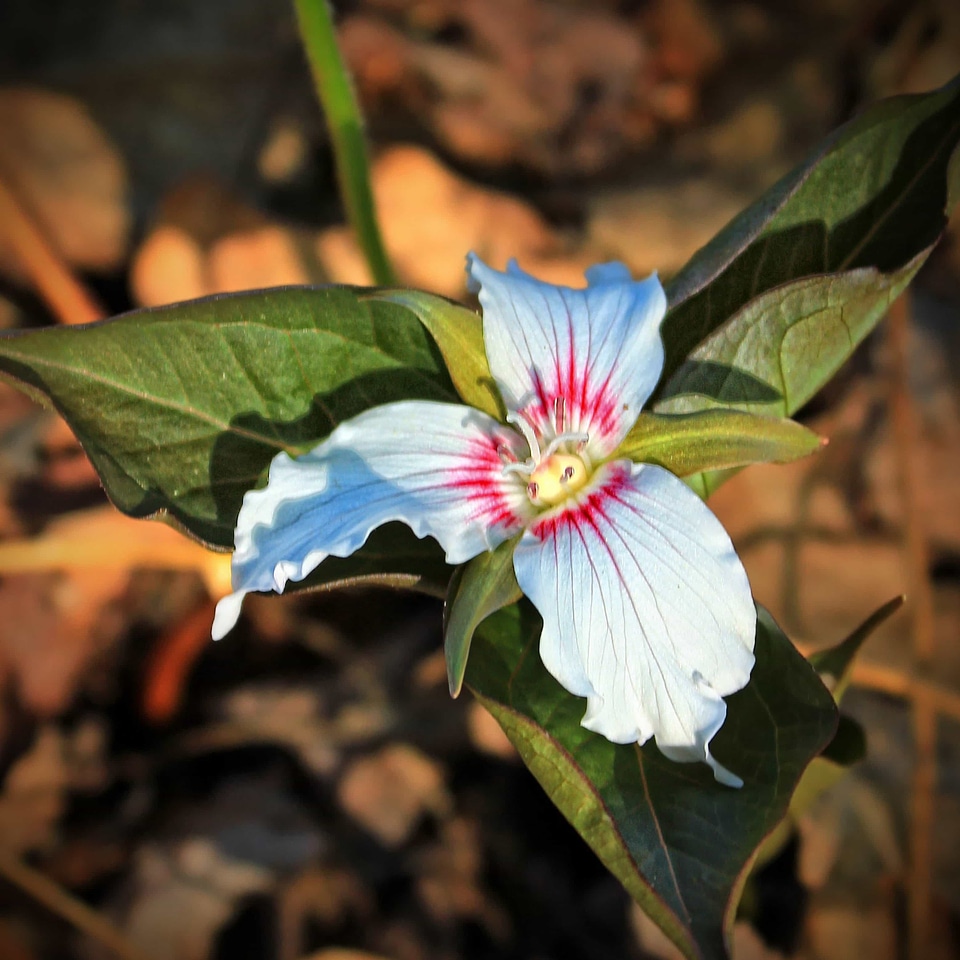 Beautiful Flowers biology bloom