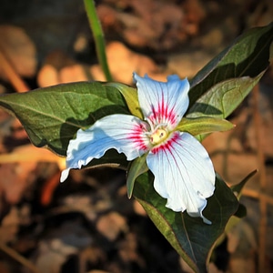 Beautiful Flowers biology bloom