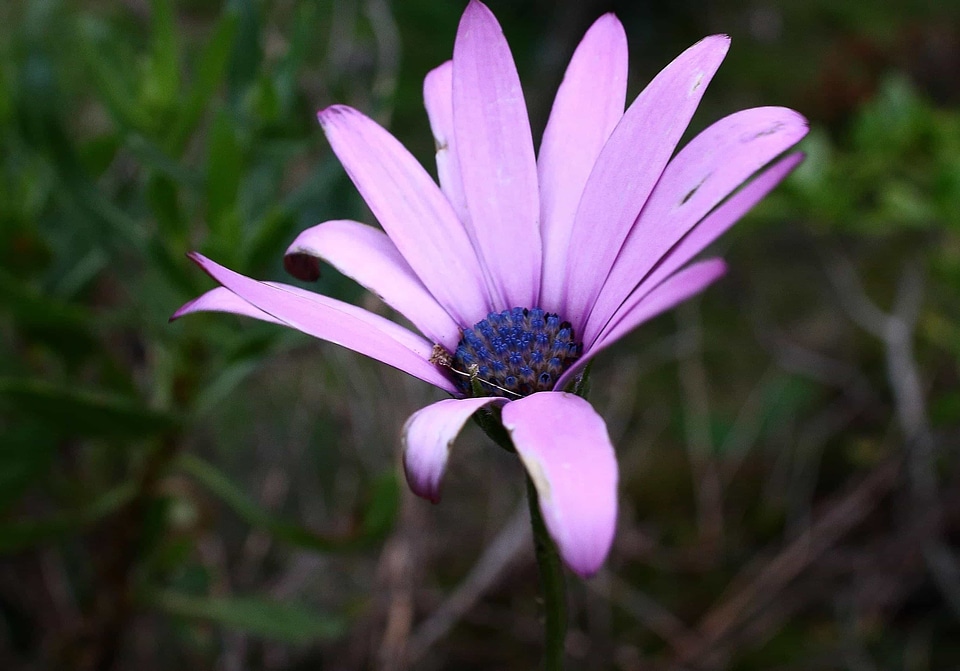 Beautiful Flowers biology bloom