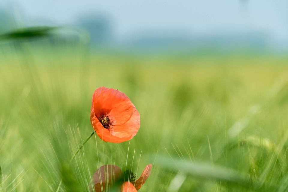 Agriculture beautiful flowers bloom