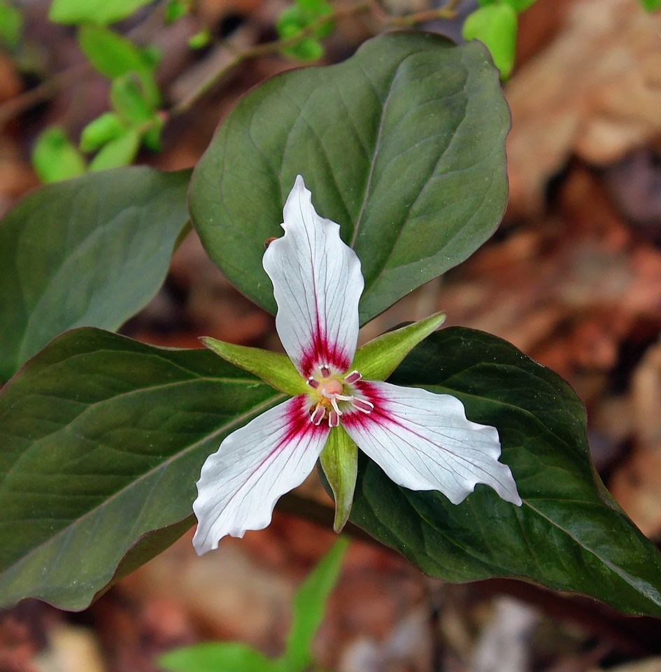 Beautiful beautiful flowers biology