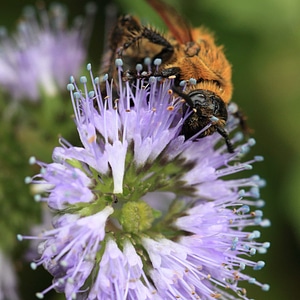 Animal arthropod beautiful flowers