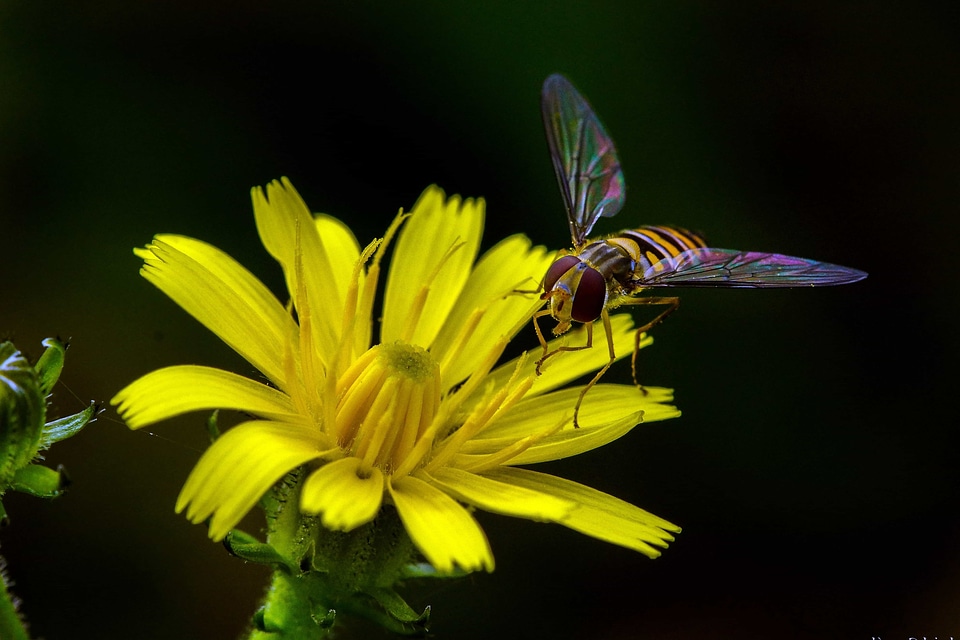 Animal arthropod beautiful flowers