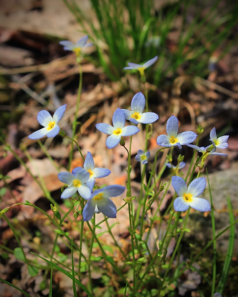 Beautiful Flowers biology bloom