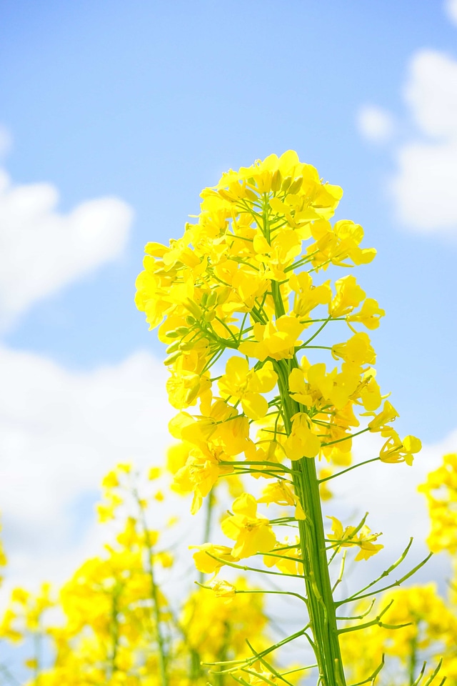Agriculture beautiful flowers biology
