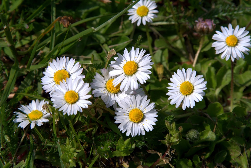 Beautiful Flowers biology bloom