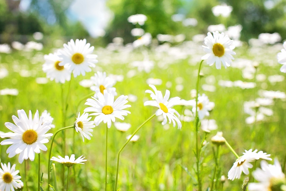 Beautiful Flowers biology bloom