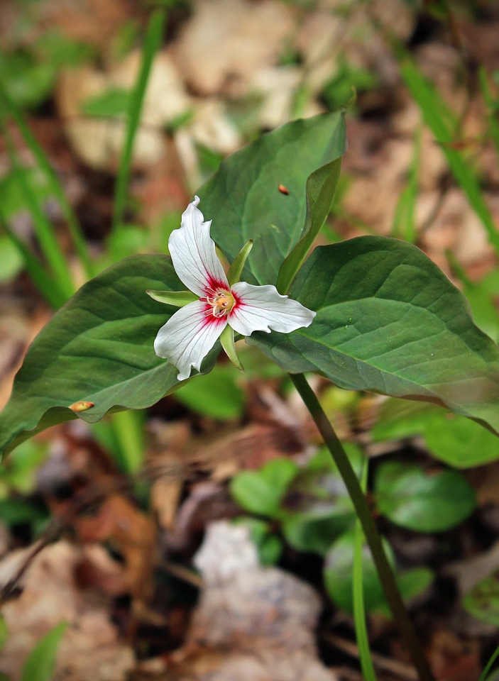 Beautiful Flowers biology bloom