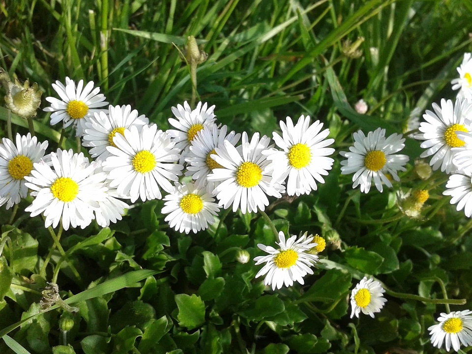Beautiful Flowers biology bloom