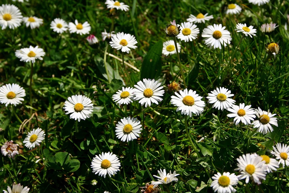 Beautiful Flowers biology bloom