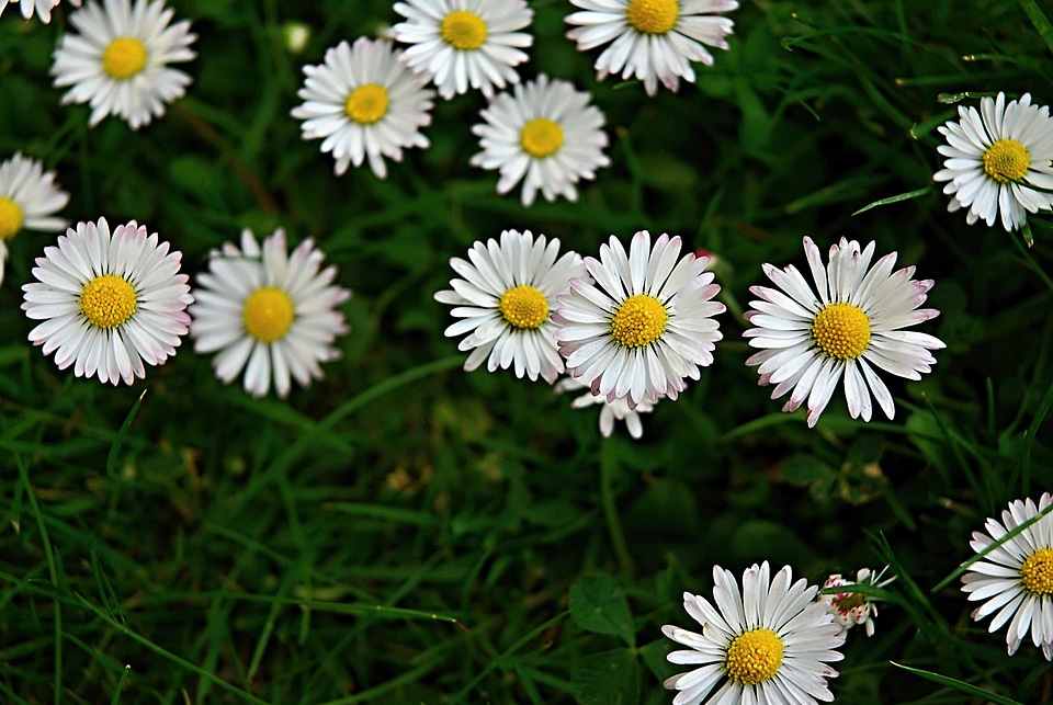 Beautiful Flowers biology bloom