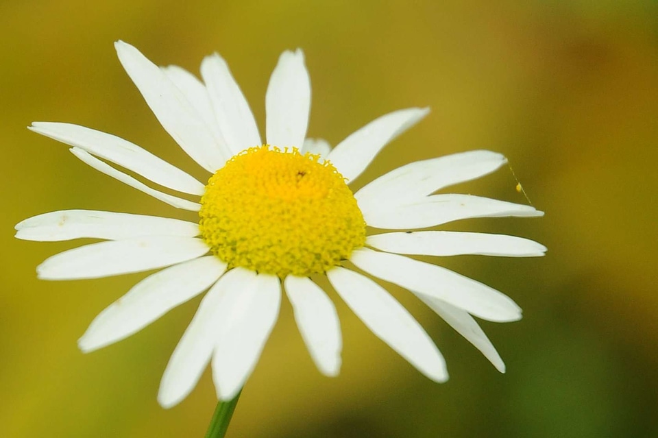 Beautiful Flowers biology bloom