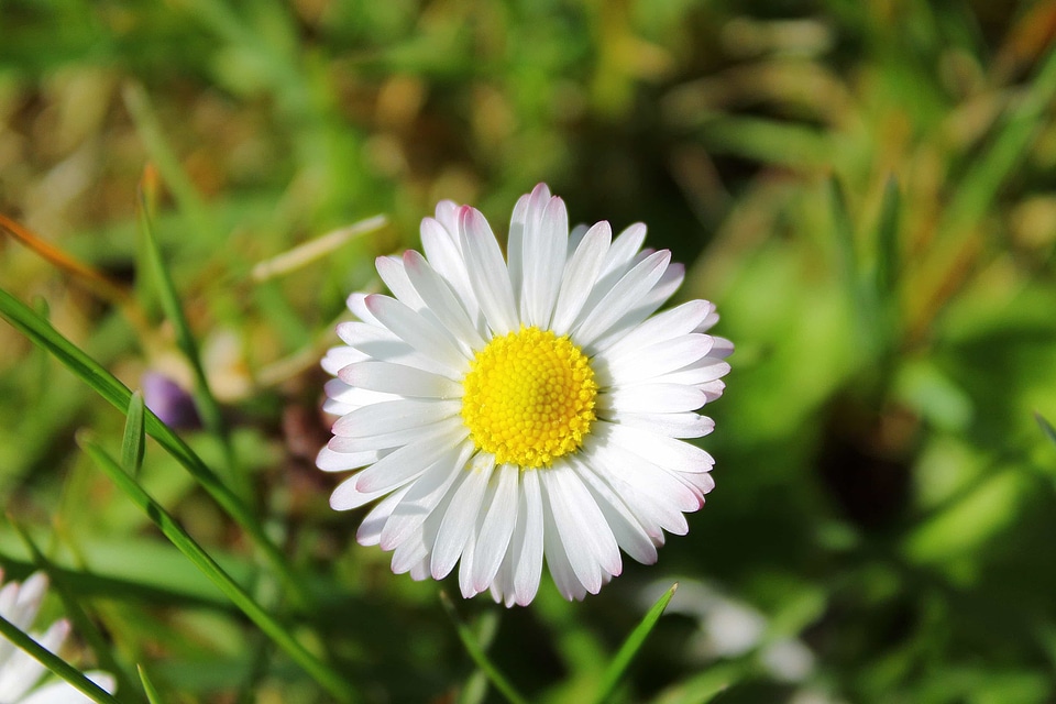 Beautiful beautiful flowers biology