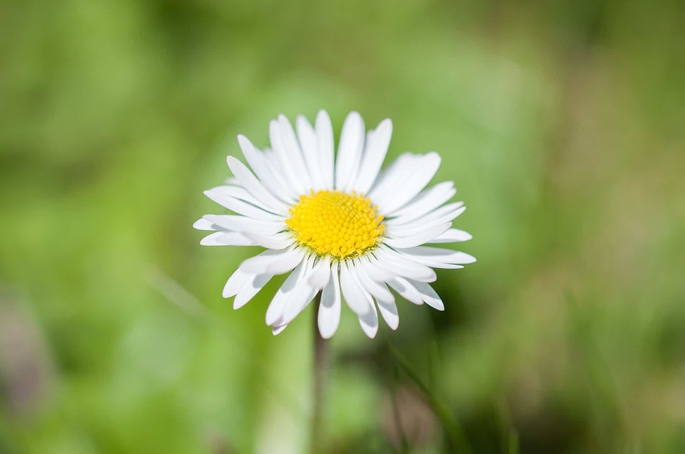 Beautiful Flowers biology bloom