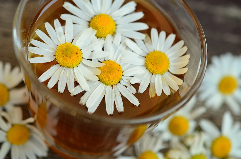 Aromatherapy beautiful flowers beautiful photo