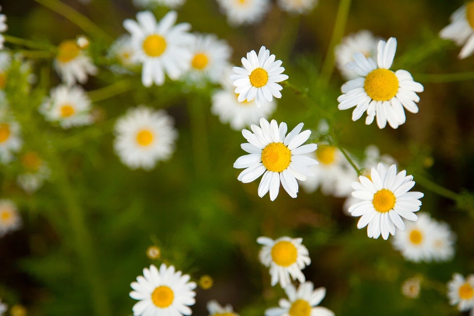 Beautiful beautiful flowers biology