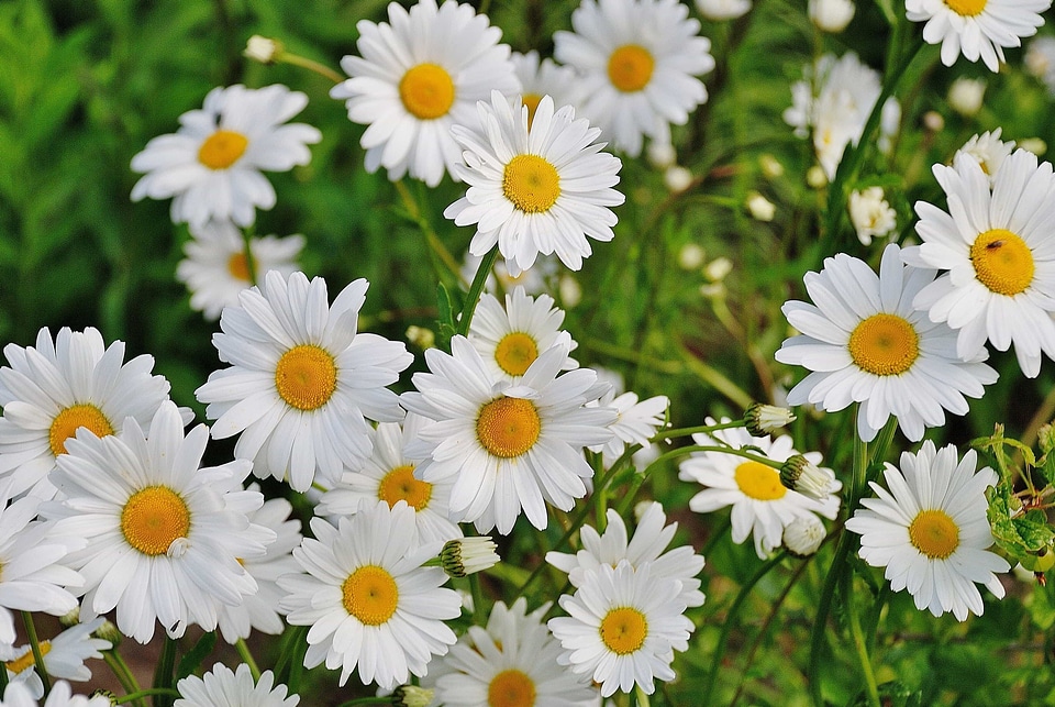 Beautiful beautiful flowers biology