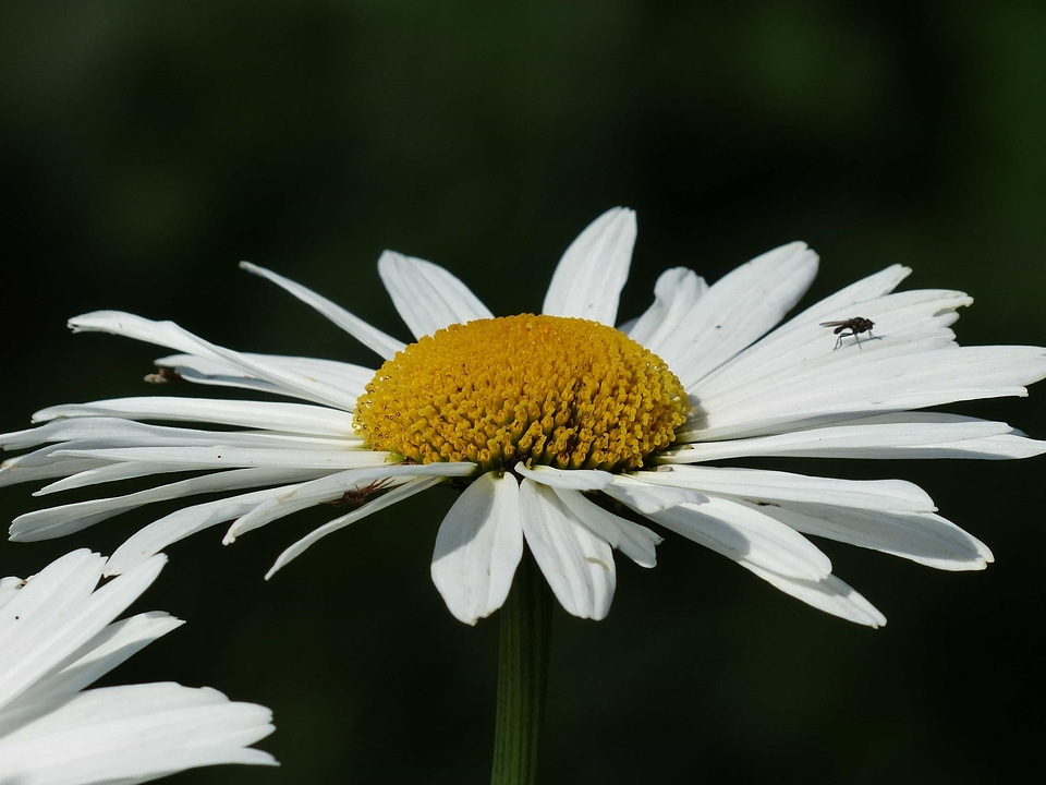 Beautiful Flowers beautiful photo biology
