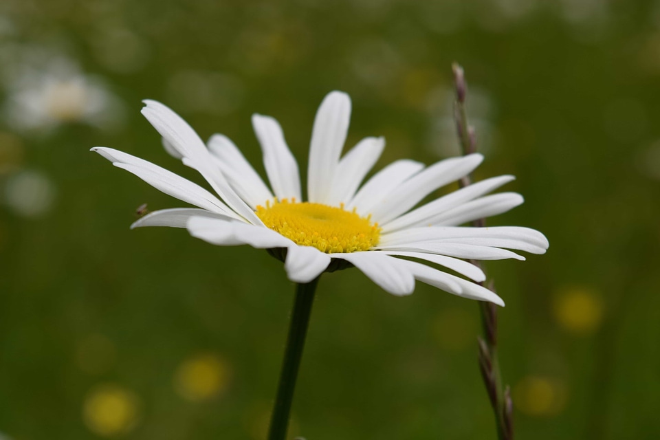 Beautiful Flowers beautiful photo biology