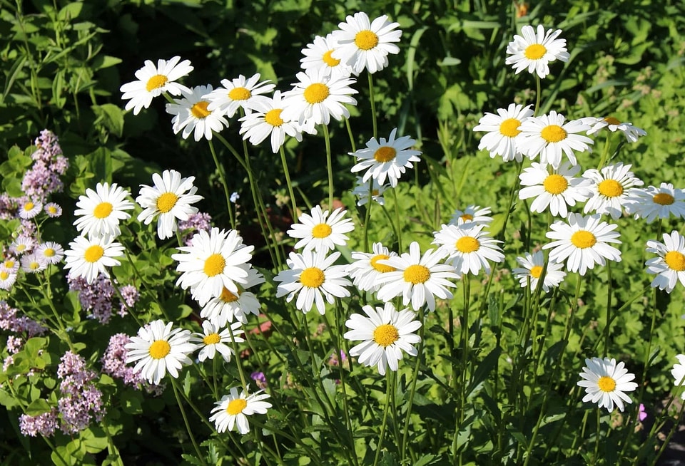 Beautiful Flowers biology bloom
