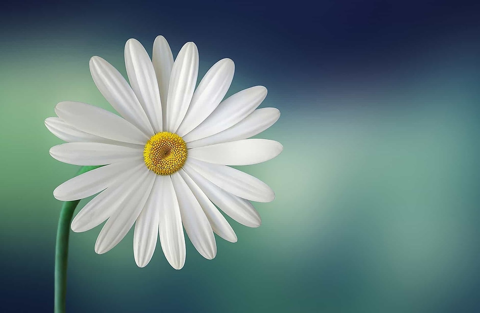 Beautiful Flowers beautiful image beautiful photo