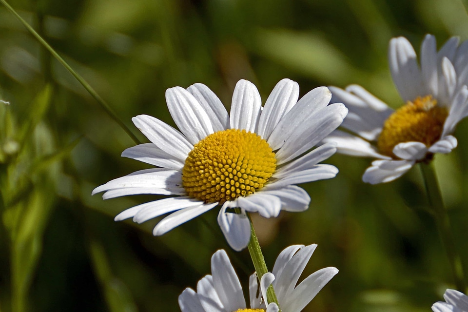 Beautiful Flowers beautiful photo biology