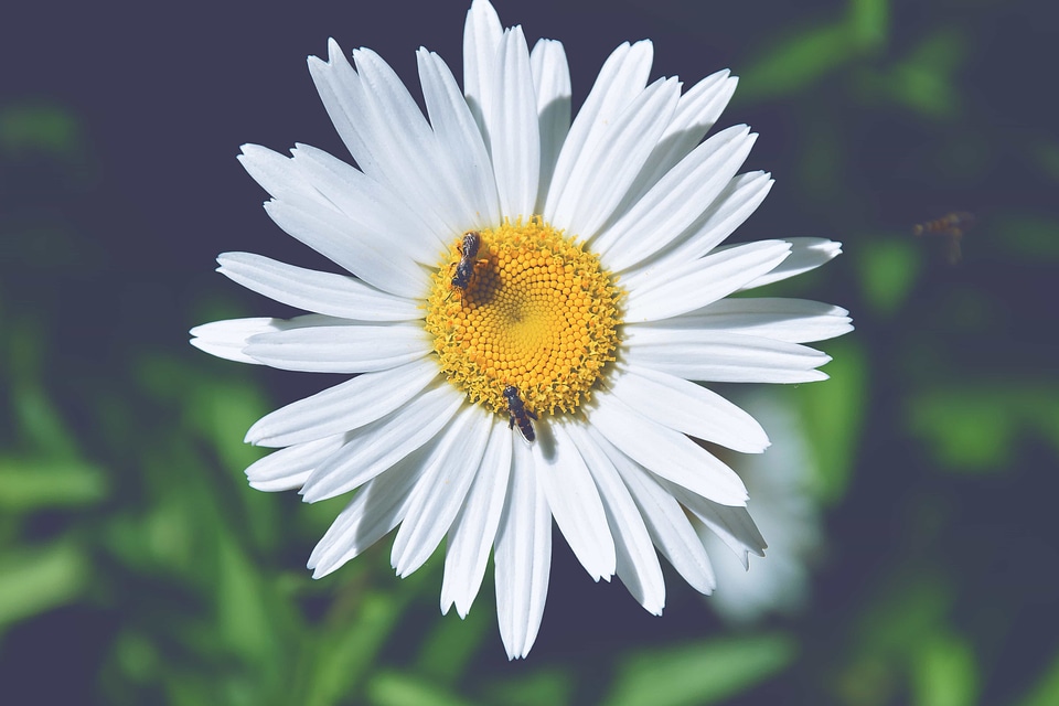 Beautiful Flowers biology bloom