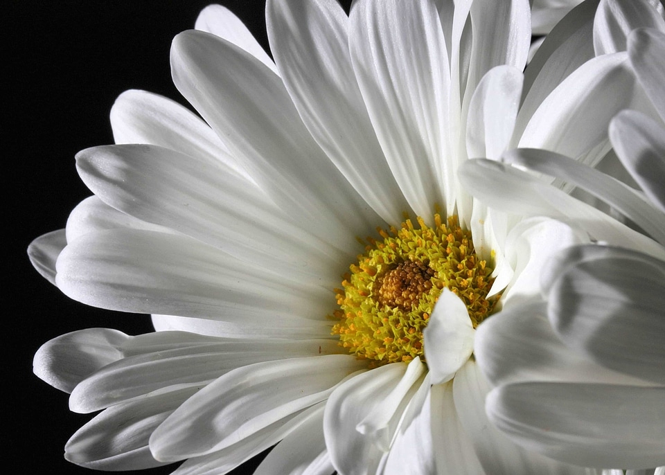 Beautiful beautiful flowers beautiful photo