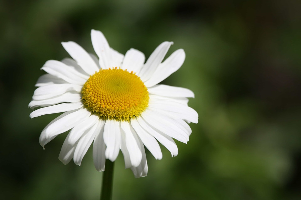 Beautiful Flowers biology bloom