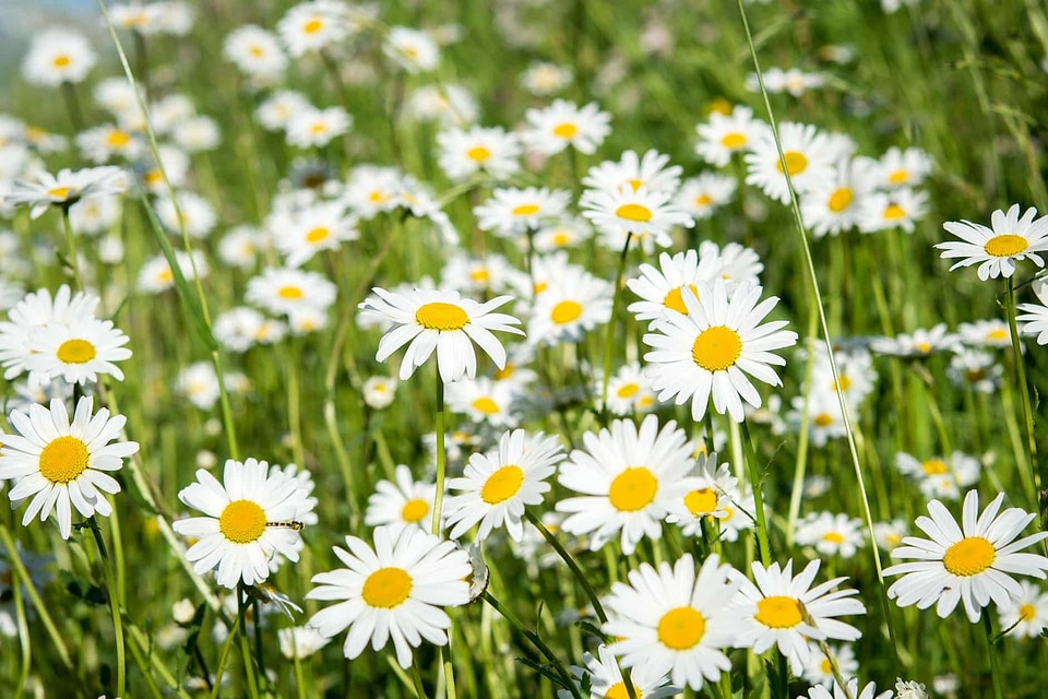 Beautiful Flowers biology bloom