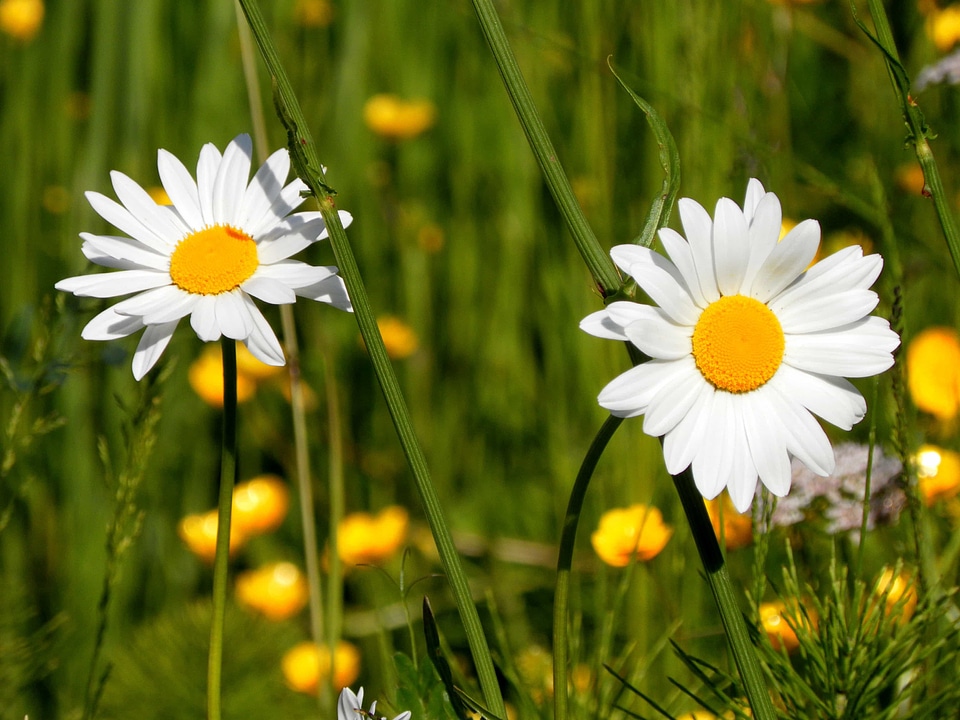 Beautiful Flowers biology bloom