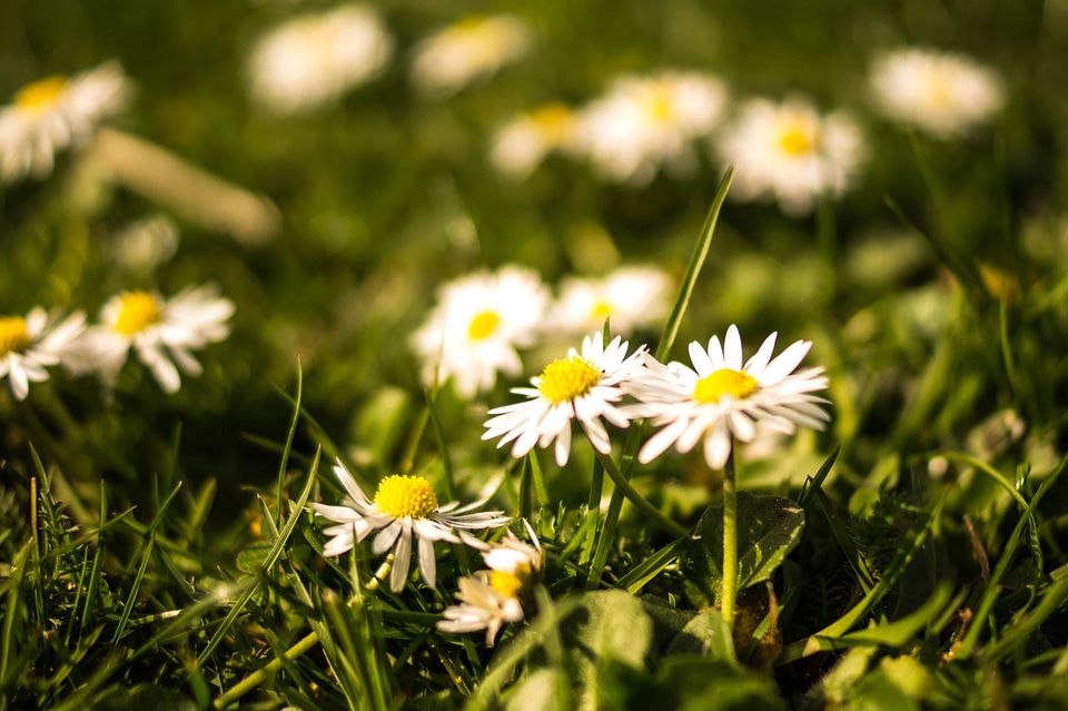 Aster Astereae beautiful flowers biology