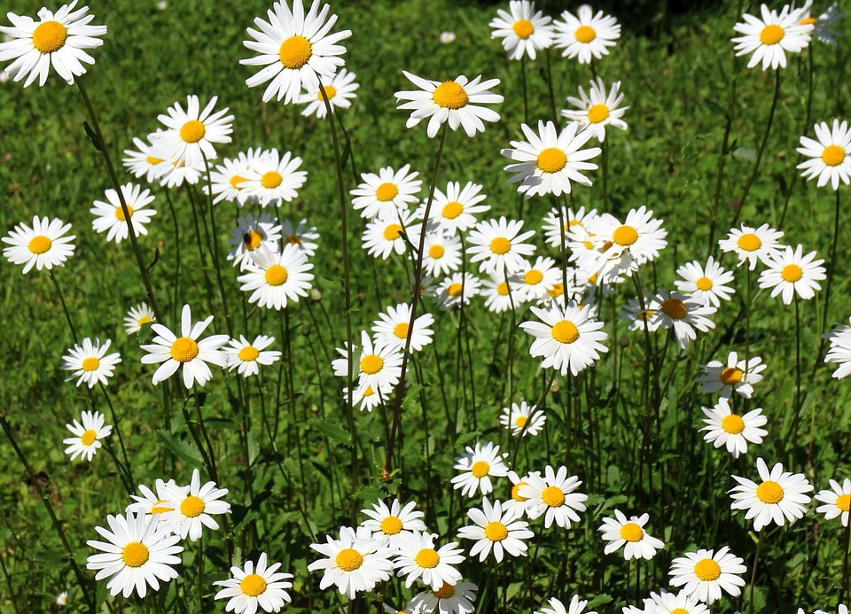 Beautiful Flowers biology bloom