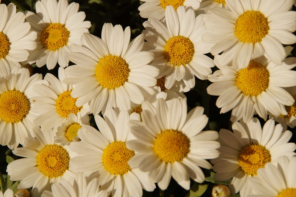 Beautiful beautiful flowers biology
