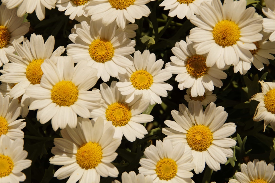 Beautiful Flowers biology bloom