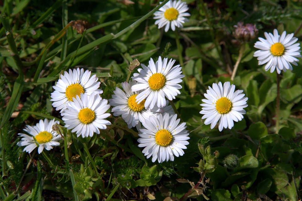 Beautiful beautiful flowers biology