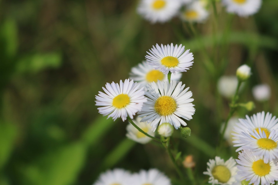 Beautiful Flowers biology bloom