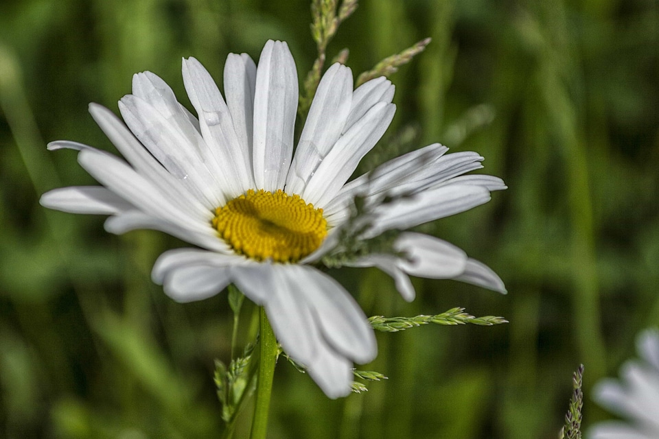 Beautiful Flowers biology bloom
