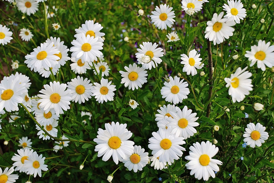 Beautiful Flowers biology bloom