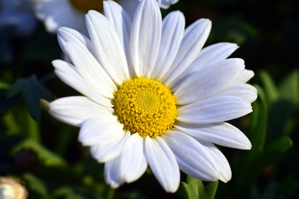 Beautiful Flowers beautiful photo biology