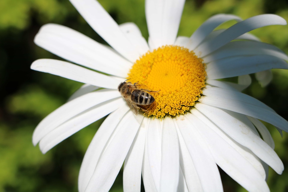 Beautiful Flowers beautiful photo bee