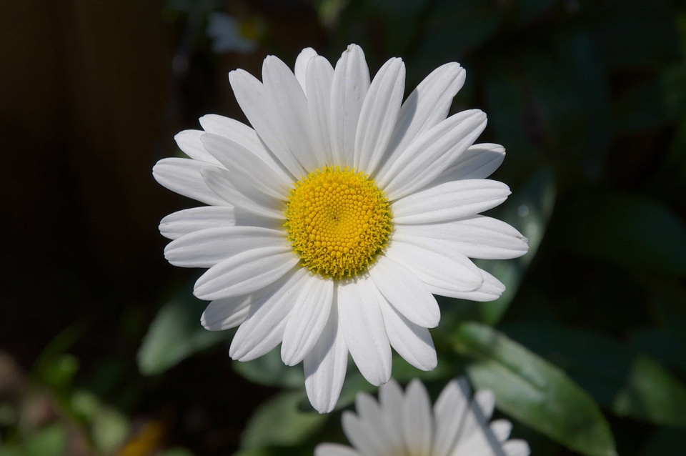 Beautiful Flowers biology bloom
