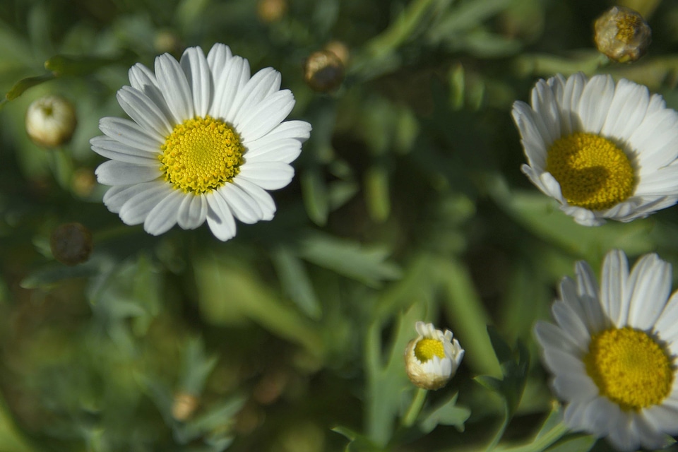 Beautiful beautiful flowers biology