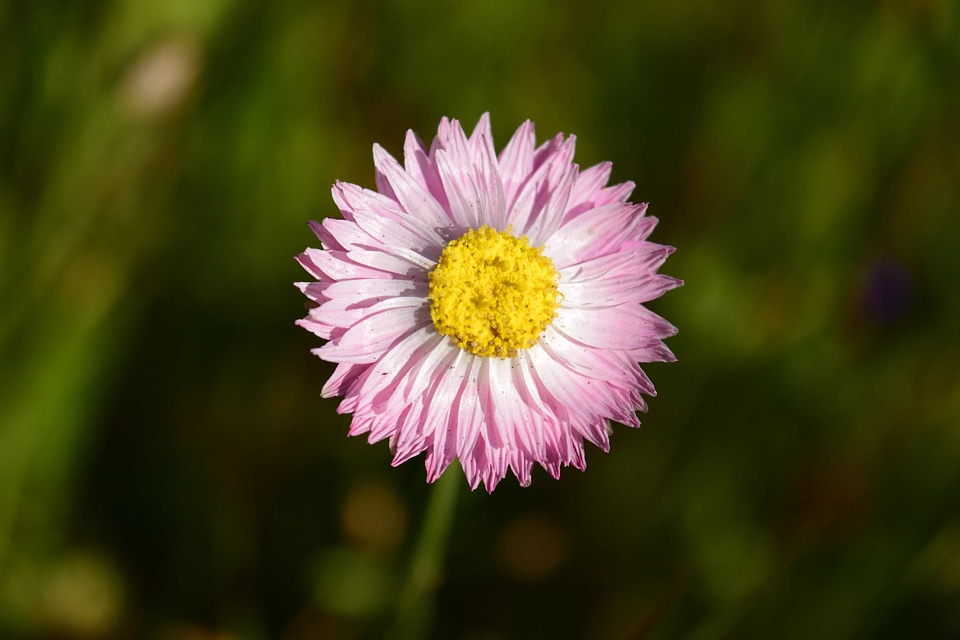 Aster Astereae beautiful flowers biology