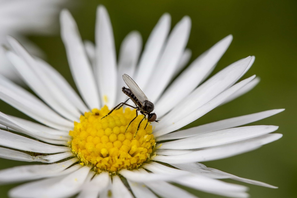 Animal arthropod beautiful flowers