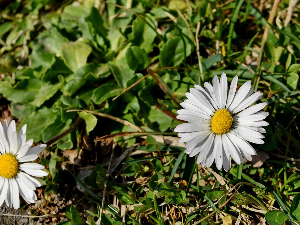 Beautiful Flowers beautiful photo biology